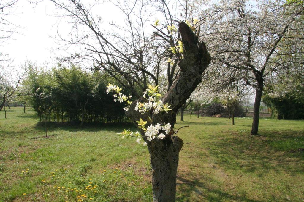 Agriturismo Corte San Girolamo Mantova Eksteriør bilde